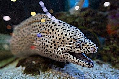 Steam“战锤颅骨节”活动 限时免费送出回合策略游戏《战锤40K：格雷迪厄斯》